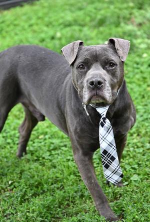 Big Gulp, American Pit Bull Terrier Mix, senior, available for adoption