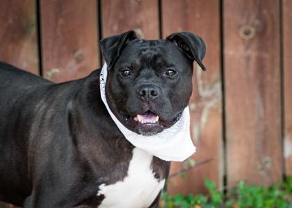 Sir Zeus (61805760), American Pit Bull Terrier Mix, adult, available for adoption