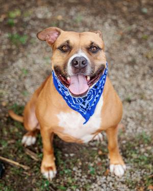 Lady Lovelace, Mixed Breed, adult, available for adoption