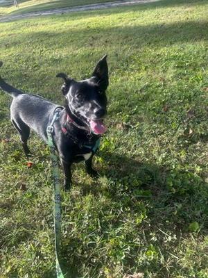 A black dog with a pink tongue sticking out, wearing a green harness and leash, standing on grass.