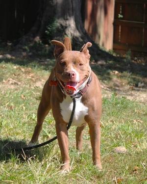 Linzey, American Pit Bull Terrier Mix, adult, available for adoption