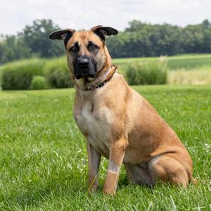 Ronni, Mixed Breed (Large), adult, available for adoption