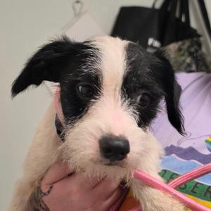 Hibiscus **Off-Site Foster Home**, Mixed Breed (Small), young, available for adoption