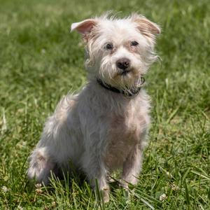 Jude, Mixed Breed (Small), adult, available for adoption
