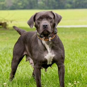 Pebbles, Mixed Breed (Medium), young, available for adoption