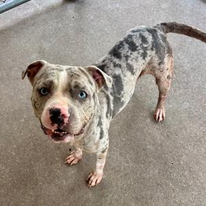 A spotted dog with blue eyes standing on a concrete surface