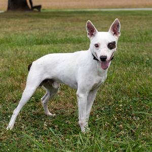 Hopper, Mixed Breed (Small), young, available for adoption