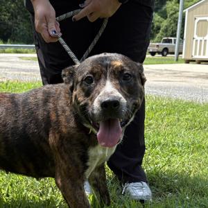 Maggie, Mixed Breed (Medium), adult, available for adoption
