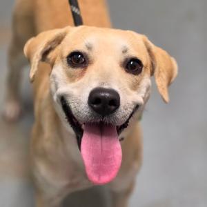 Brandy, Mixed Breed (Medium), young, available for adoption