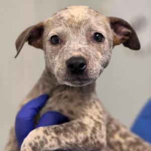 a spotted puppy being held by a person wearing blue gloves