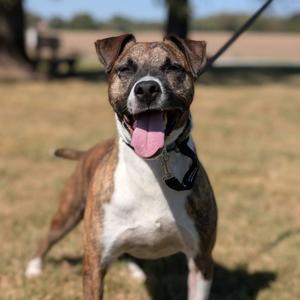 Pierce, Mixed Breed (Medium), senior, available for adoption