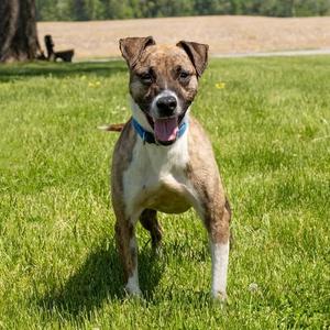 Pierce, Mixed Breed (Medium), senior, available for adoption