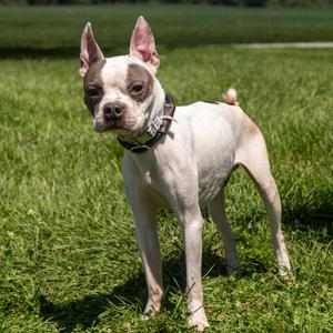 Petey, Mixed Breed (Small), senior, available for adoption