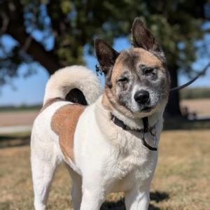 Mochi, Akita, senior, available for adoption