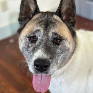 Mochi, Akita, adult, available for adoption