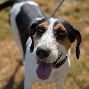 Millie, Mixed Breed (Medium), adult, available for adoption