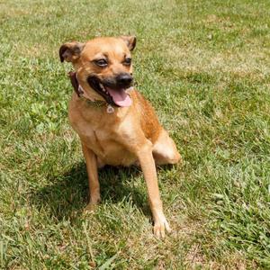 A brown dog sitting on grass with its tongue out.