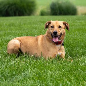 A tan mixed-breed dog with a red collar lying in the grass with its tongue out.