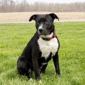 Maya, Mixed Breed (Large), young, available for adoption