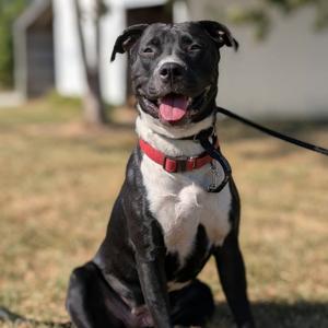 Maya, Mixed Breed (Large), young, available for adoption