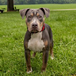 Dunkin **Off-Site Foster Home**, Mixed Breed (Medium), adult, available for adoption