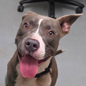 A happy brown and white pitbull with its tongue out, sitting on a gray floor.
