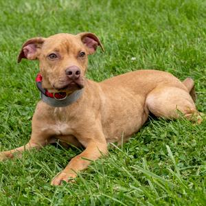 A tan-colored puppy with a grey and red collar resting in a patch of green grass.
