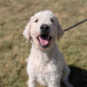 A fluffy white dog with curly fur, possibly a poodle or poodle mix, is sitting on grass with its mouth open in a happy expression. The dog is wearing a black leash and appears to be outdoors on a sunny day.