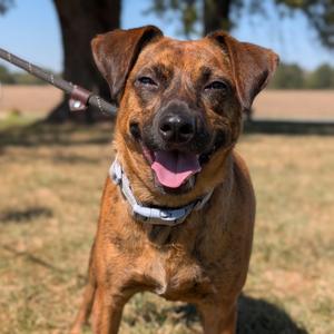 Maia FKA Brenda, Mixed Breed (Small), young, available for adoption