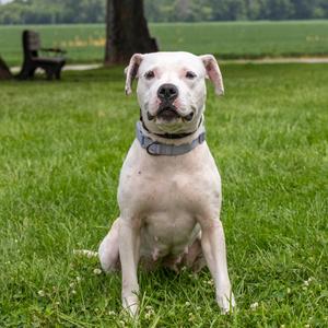 Lucille, Mixed Breed (Medium), adult, available for adoption