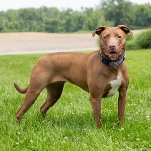 Serena, Mixed Breed (Medium), adult, available for adoption