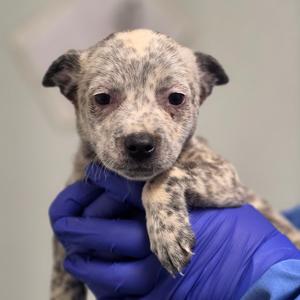 A small puppy with a spotted coat being held by someone wearing blue gloves.
