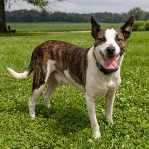 Luther, Mixed Breed (Medium), adult, available for adoption