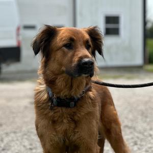 Evie FKA Evaro, Mixed Breed (Large), adult, available for adoption