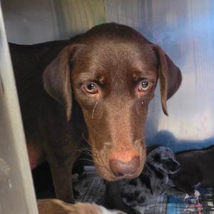 Cocoa Pebbles, Mixed Breed (Medium), adult, available for adoption