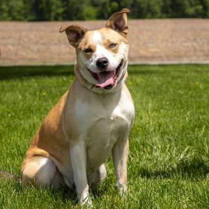 Jazzy, Mixed Breed (Large), adult, available for adoption