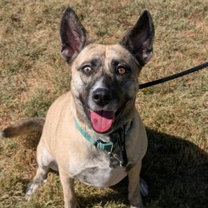 Claire, Mixed Breed (Medium), adult, available for adoption