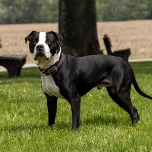 Goofus, Mixed Breed (Large), adult, available for adoption