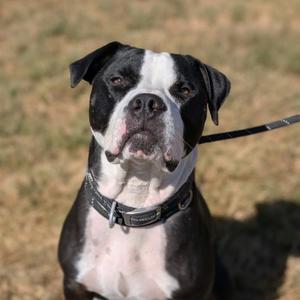 Goofus, Mixed Breed (Large), adult, available for adoption