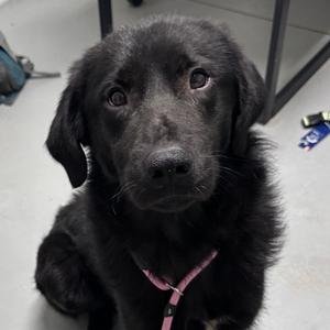 Kuma, Mixed Breed (Large), adult, available for adoption