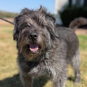 Denver FKA Bronx, Mixed Breed (Medium), senior, available for adoption