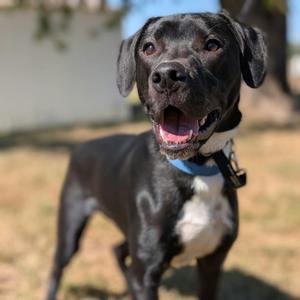 Midnight, Mixed Breed (Large), young, available for adoption
