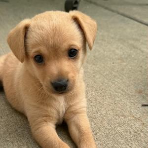 a light brown puppy lying on a concrete surface