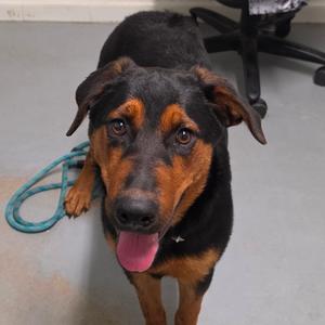 Honeybee, Mixed Breed (Large), young, available for adoption