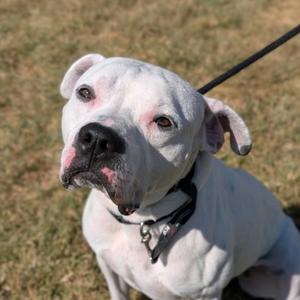 Max, Mixed Breed (Large), adult, available for adoption