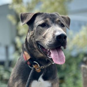 Mulligan **Off-Site Foster Home**, Mixed Breed (Medium), young, available for adoption