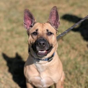 A light brown dog with pointed ears and a black muzzle, wearing a blue collar, standing on grass with a leash attached.