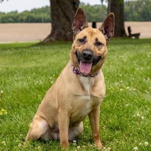 Calista, Mixed Breed (Medium), adult, available for adoption