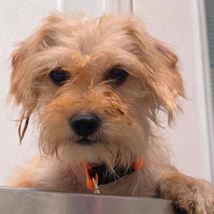 Freesia, Mixed Breed (Small), adult, available for adoption
