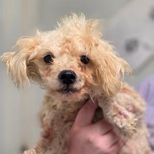 A small, fluffy dog with light brown fur being held by a person's hand.